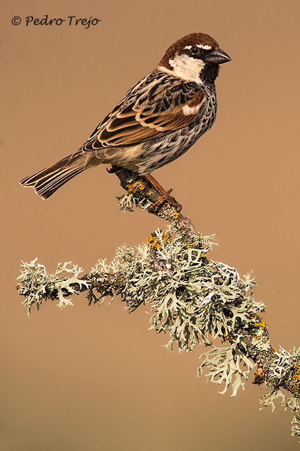 Gorrión moruno (Passer hispaniolensis)